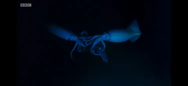 Humboldt squid (Dosidicus gigas) as shown in Blue Planet II - The Deep